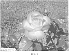 Rosa%20hybrida%20%27cv.%20Meibihars%27