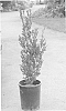 Buxus%20microphylla%20%27Robbuxupt%27