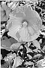 Hibiscus%20moscheutos%20%27Dave%20Fleming%27