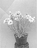 Dianthus%20x%20hybrida%20%27WP08%20VER03%27