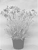 Dianthus%20x%20hybrida%20%27WP%2005%20PP%2022%27
