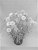 Dianthus%20x%20hybrida%20%27WP08%20ULR03%27