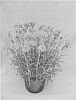Dianthus%20x%20hybrida%20%27WP08%20ROS03%27