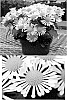 Chrysanthemum%20x%20morifolium%20%27Yoadelle%27