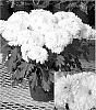 Chrysanthemum%20x%20morifolium%20%27Yolake%20Placid%27