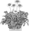 Gerbera%20jamesonii%20%27Floglades%27