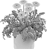 Gerbera%20jamesonii%20%27Flostone%27