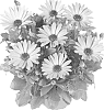 Osteospermum%20ecklonis%20%27Fidostdebro%27