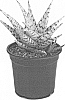 Aloe%20hybrid%20%27Blizzard%27