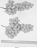 Vitis%20vinifera%20%27Vista%27