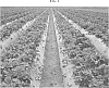 Fragaria%20ananassa%20%27Reliance%27
