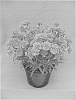 Dianthus%20x%20hybrida%20%27WP08%20NIK03%27