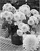 Chrysanthemum%20x%20morifolium%20%27Bold%20Yonew%20York%27
