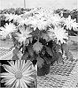 Chrysanthemum%20x%20morifolium%20%27Yoapple%20Valley%27