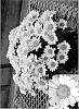 Chrysanthemum%20x%20morifolium%20%27White%20Yomistique%27