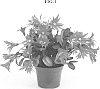 Rhipsalidopsis%20x%20hybrida%20%27PKMRH02%27