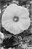 Hibiscus%20%27James%20Fleming%27