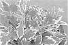 Knautia%20macedonica%20%27Thunder%20and%20Lightning%27