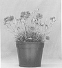 Dianthus%20x%20hybrida%20%27Starlette%27