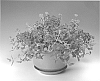 Verbena%20x%20hybrida%20%27Bludena%27
