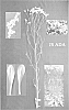 Limonium%20sinense%20%27Jsada%27