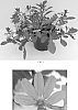 Scaevola%20aemula%20%27Kingscablin%27