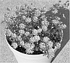 Brachycome%20angustifolia%20%27MM001%27