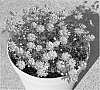Brachycome%20angustifolia%20%27MM001%27