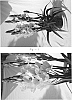 Ornithogalum%20thrysoides%20Jasq.%20%27Damascus%27