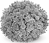 Chrysanthemum%20morifolium%20%27PPP%20AMIK%2009%27