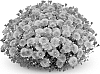 Chrysanthemum%20morifolium%20%27PPP%20DESTOR%2009%27