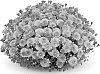 Chrysanthemum%20morifolium%20%27PPP%20DESTOR%2009%27