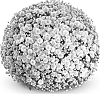 Chrysanthemum%20morifolium%20%27PPP%20MABEL%2009%27