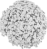 Chrysanthemum%20morifolium%20%27PPP%20UNY%2009%27