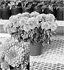 Chrysanthemum%20x%20morifolium%20%27Bronze%20Yochatham%27