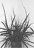 Phormium%20tenax%20%27Electric%20Black%20Light%27