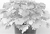 Heuchera%20x%20villosa%20%27Kassandra%27