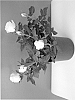Rosa%20hybrida%20%27Evera209%27