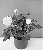Rosa%20hybrida%20%27Evera211%27
