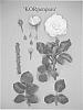 Rosa%20hybrida%20%27KORpenparo%27