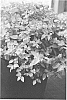 Spiraea%20japonical%20%27Conalex%27