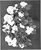 Rhododendron%20hybrida%20%27YBAZ-1892%27
