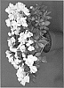 Rhododendron%20hybrida%20%27YBAZ-2504%27