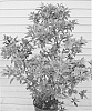Rhododendron%20hybrida%20%27RLH1-4P19%27