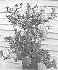 Rhododendron%20hybrida%20%27RLH1-2P8%27