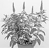 Veronica%20longifolia%20%27Alllove%27