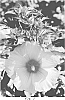 Hibiscus%20moscheutos%20%27Stardust%27