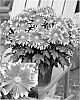 Chrysanthemum%20x%20morifolium%20%27Yosanta%20Cruz%27