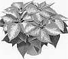 Euphorbia%20pulcherrima%20Willd.%20%27Duepremimice%27