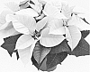 Euphorbia%20pulcherrima%20Willd.%20%27Duepremimpol%27